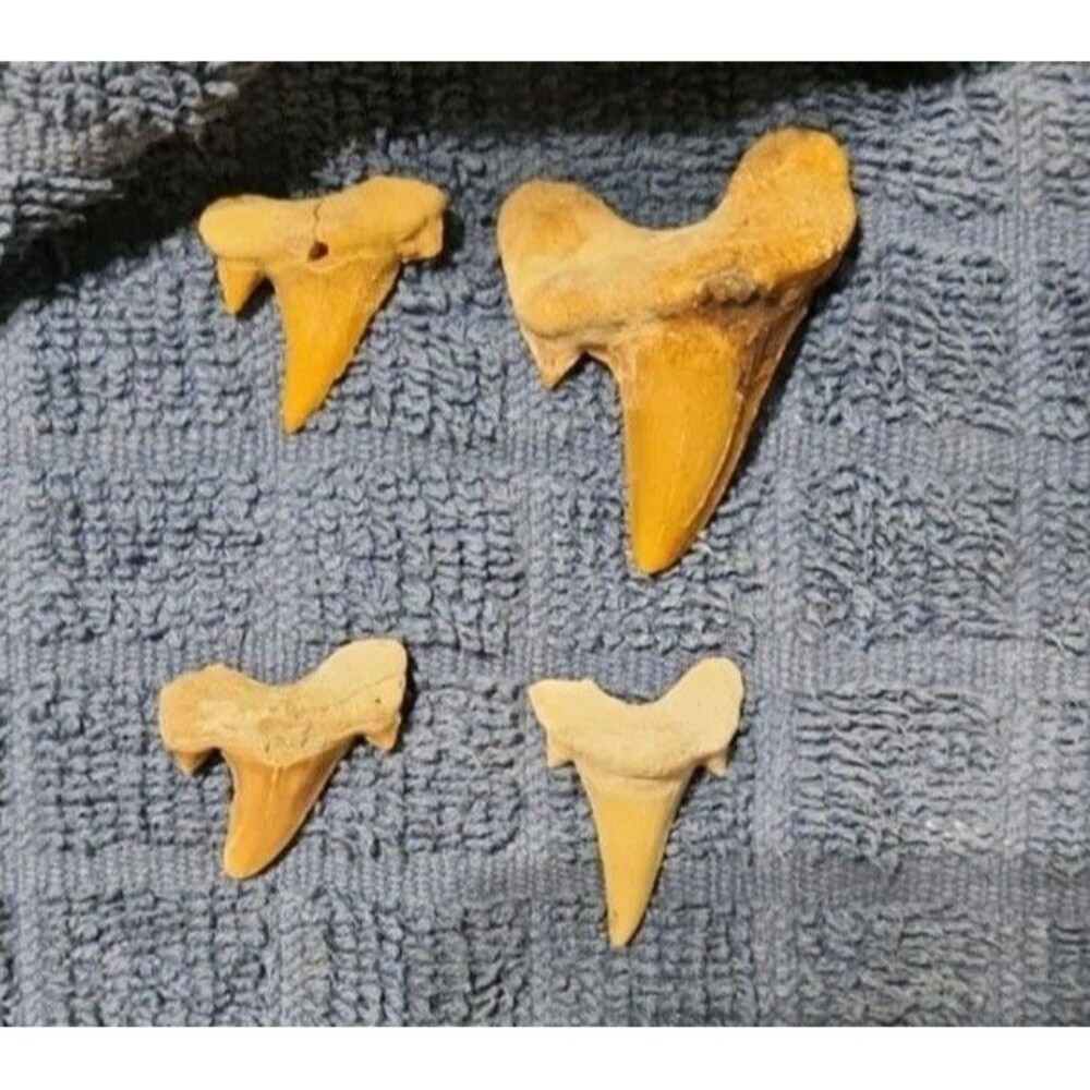 Four Fossilized Shark Teeth